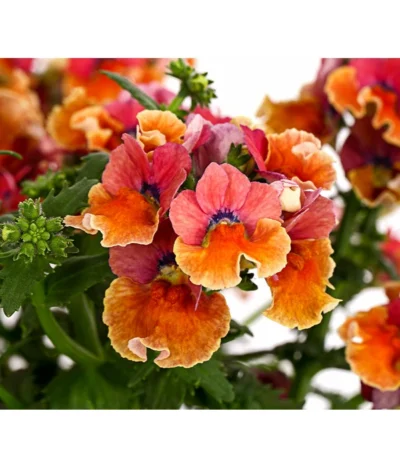 Elfenspiegel, Verschiedene Sorten -Haus Pflanzen Welt 8815888 PR DE 003 NemesiaElfenspiegelT11DehnerExpressHerzig