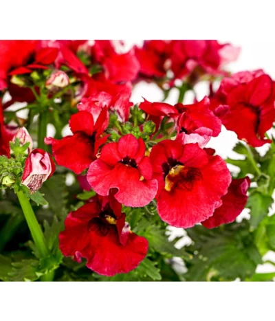 Elfenspiegel, Verschiedene Sorten -Haus Pflanzen Welt 8815888 PR DE 004 NemesiaElfenspiegelT11DehnerExpressHerzig