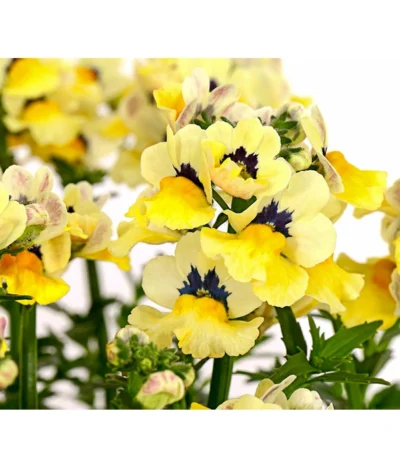 Elfenspiegel, Verschiedene Sorten -Haus Pflanzen Welt 8815888 PR DE 005 NemesiaElfenspiegelT11DehnerExpressHerzig