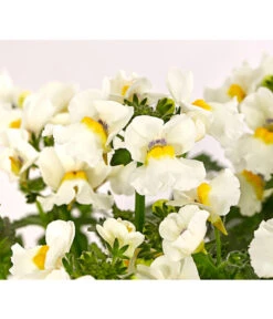 Elfenspiegel, Verschiedene Sorten 27 Elfenspiegel, Verschiedene Sorten -Haus Pflanzen Welt 8815888 PR DE 006 NemesiaElfenspiegelT11DehnerExpressHerzig