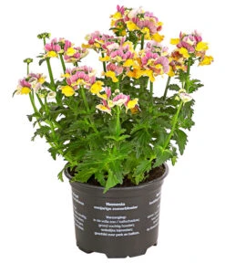 Elfenspiegel, Verschiedene Sorten 21 Elfenspiegel, Verschiedene Sorten -Haus Pflanzen Welt 8815888 PR FS 001 NemesiaElfenspiegelT11DehnerExpressHerzig