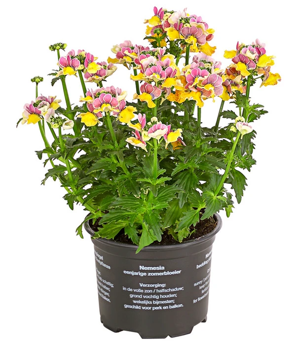 Elfenspiegel, Verschiedene Sorten 8 Elfenspiegel, Verschiedene Sorten – Bild 6