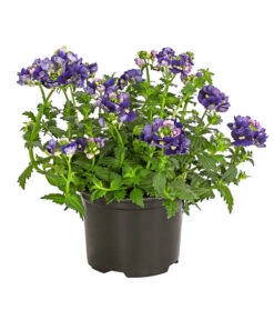 Elfenspiegel, Verschiedene Sorten 20 Elfenspiegel, Verschiedene Sorten -Haus Pflanzen Welt 8815888 PR FS 002 NemesiaElfenspiegelT11DehnerExpressHerzig