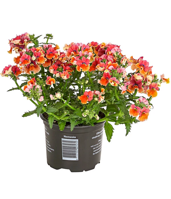 Elfenspiegel, Verschiedene Sorten 3 Elfenspiegel, Verschiedene Sorten