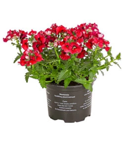 Elfenspiegel, Verschiedene Sorten 19 Elfenspiegel, Verschiedene Sorten -Haus Pflanzen Welt 8815888 PR FS 004 NemesiaElfenspiegelT11DehnerExpressHerzig