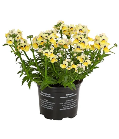 Elfenspiegel, Verschiedene Sorten -Haus Pflanzen Welt 8815888 PR FS 005 NemesiaElfenspiegelT11DehnerExpressHerzig