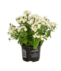 Elfenspiegel, Verschiedene Sorten 18 Elfenspiegel, Verschiedene Sorten -Haus Pflanzen Welt 8815888 PR FS 006 NemesiaElfenspiegelT11DehnerExpressHerzig