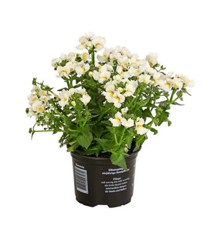 Elfenspiegel, Verschiedene Sorten -Haus Pflanzen Welt 8815888 PR FS 006 NemesiaElfenspiegelT11DehnerExpressHerzig