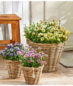 Elfenspiegel, Verschiedene Sorten 22 Elfenspiegel, Verschiedene Sorten -Haus Pflanzen Welt 8815888 PR MO 001 NemesiaBL18NeuUveSauer