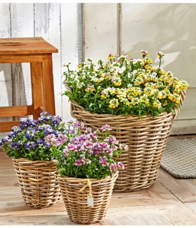 Elfenspiegel, Verschiedene Sorten -Haus Pflanzen Welt 8815888 PR MO 001 NemesiaBL18NeuUveSauer