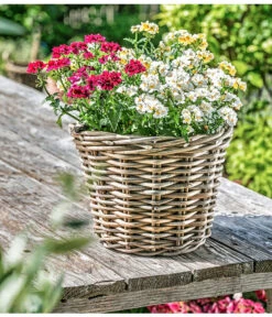 Elfenspiegel, Verschiedene Sorten 23 Elfenspiegel, Verschiedene Sorten -Haus Pflanzen Welt 8815888 PR MO 014 NemesiaElfenspiegelherzig