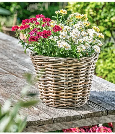 Elfenspiegel, Verschiedene Sorten -Haus Pflanzen Welt 8815888 PR MO 014 NemesiaElfenspiegelherzig