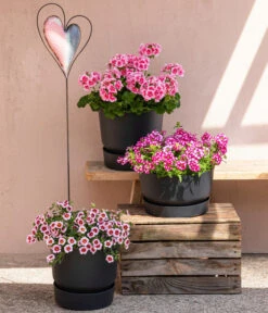 Eisenkraut 'Knutschfleck', Verschiedene Sorten -Haus Pflanzen Welt 8815938 6769020 6714232 8811580 8818445 WE MO 001 MHPRosenaugeKnutschfleck 2