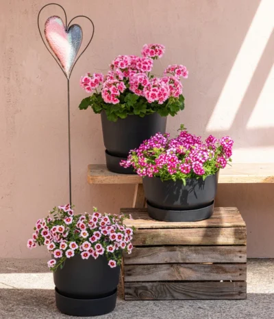 Elho Kunststoff-Topf Greenville, Ca. Ø19/H18 Cm -Haus Pflanzen Welt 8815938 6769020 6714232 8811580 8818445 WE MO 001 MHPRosenaugeKnutschfleck