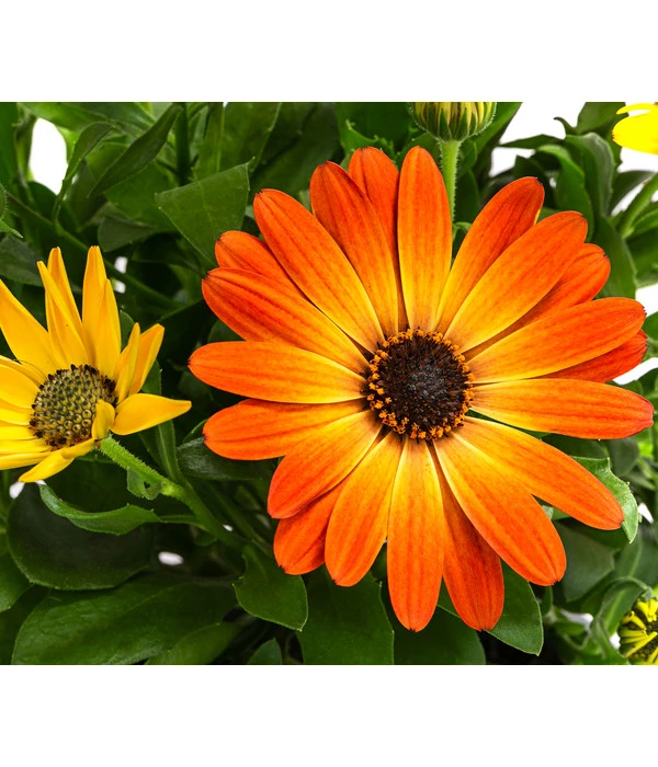 Kapkörbchen, Orange 4 Kapkörbchen, Orange – Bild 2