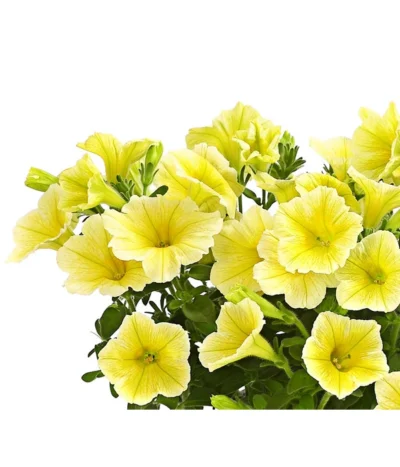 Hängepetunie, Gelb -Haus Pflanzen Welt 8816092 WE DE 001 HaengepetunieGelbOWDehnerExpressHerzig