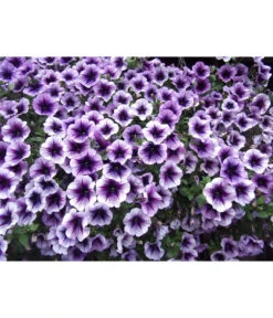 Hängepetunie, Besonderheit, Verschiedene Sorten -Haus Pflanzen Welt 8816118 PR DE 001 HaengepetunieGeadert