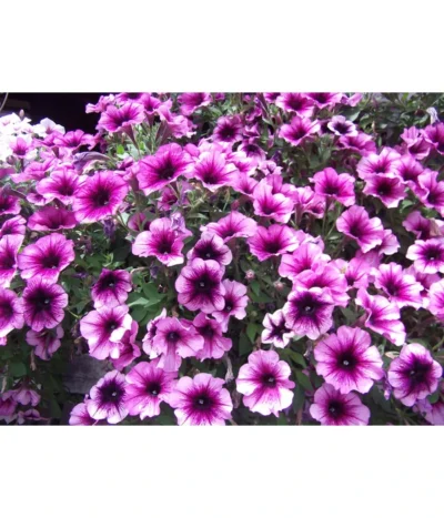 Hängepetunie, Besonderheit, Verschiedene Sorten -Haus Pflanzen Welt 8816118 WE DE 002 HaengepetunieGeadertPink