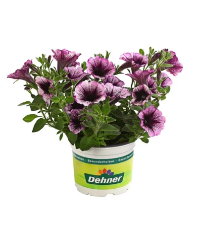 Hängepetunie, Besonderheit, Verschiedene Sorten -Haus Pflanzen Welt 8816118 WE FS 001 HaengepetunieBesonderheitenDehnerExpressHerzig