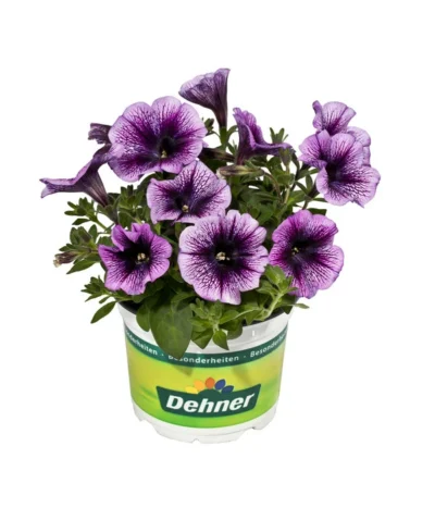 Hängepetunie, Besonderheit, Verschiedene Sorten -Haus Pflanzen Welt 8816118 WE FS 001 HaengepetunieBesonderheitenPetunieT12DehnerExpressEvaWunderlich