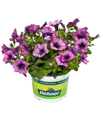 Hängepetunie, Besonderheit, Verschiedene Sorten -Haus Pflanzen Welt 8816118 WE FS 002 HaengepetunieBesonderheitenPetunieT12DehnerExpressEvaWunderlich