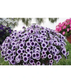 Hängepetunie, Besonderheit, Verschiedene Sorten -Haus Pflanzen Welt 8816118 WE MO 001 PetuniePurpleRaySortensichtungDanziger2012StefanGloede