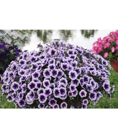 Hängepetunie, Besonderheit, Verschiedene Sorten -Haus Pflanzen Welt 8816118 WE MO 001 PetuniePurpleRaySortensichtungDanziger2012StefanGloede