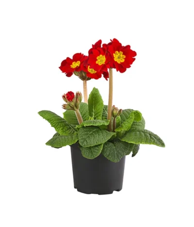 Stängelprimel, Verschiedene Farben -Haus Pflanzen Welt 8816498 PR FS 001 PrimelStaengelprimelPrimulaT12DehnerExpressHerzig