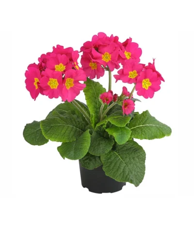 Stängelprimel, Verschiedene Farben -Haus Pflanzen Welt 8816498 PR FS 002 StaengelprimelPrimulaElatiorT12DehnerExpressHerzig