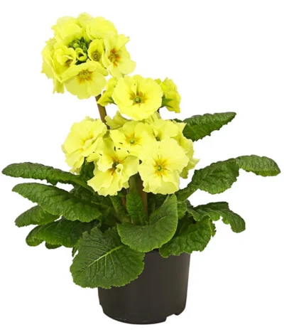 Stängelprimel, Verschiedene Farben -Haus Pflanzen Welt 8816498 PR FS 002 StaengelprimelPrimulaElatiorT12DehnerHerzig