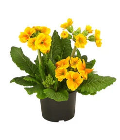 Stängelprimel, Verschiedene Farben -Haus Pflanzen Welt 8816498 PR FS 003 StaengelprimelPrimulaElatiorT12DehnerHerzig