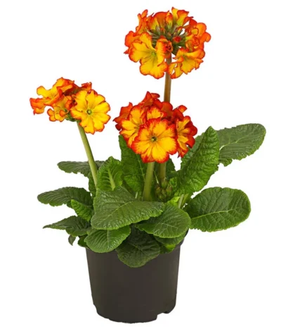 Stängelprimel, Verschiedene Farben -Haus Pflanzen Welt 8816498 PR FS 004 StaengelprimelPrimulaElatiorT12DehnerHerzig