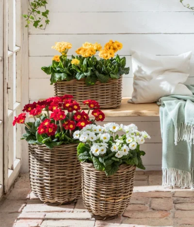 Stängelprimel, Verschiedene Farben -Haus Pflanzen Welt 8816498 WE MO 001 StaengelprimelPrimulaElatiorT12BL02