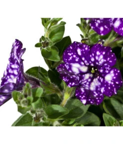 Hängepetunie 'Night Sky' -Haus Pflanzen Welt 8816506 WE DE 002 PetuniaNightSky DehnerExpressWunderlich