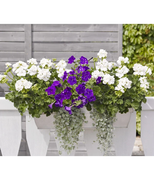 Silberregen 4 Silberregen – Bild 2