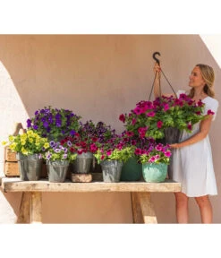 Hängepetunie 'Night Sky' -Haus Pflanzen Welt 8816506 WE MO 003 NightSky BestofPetunien