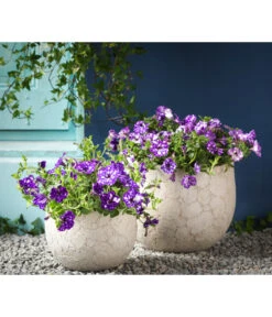 Hängepetunie 'Night Sky' -Haus Pflanzen Welt 8816506 WE MO 004 HaengepetunieNightSkyHaengepetunieT12