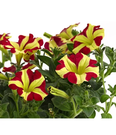 Hängepetunie 'Queen Of Hearts®' -Haus Pflanzen Welt 8816555 PR DE 001 HaengepetunieQueenOfHeartsDehnerExpressHerzig