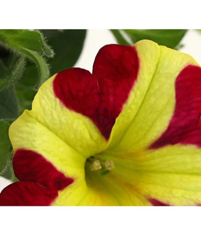 Hängepetunie 'Queen Of Hearts®' -Haus Pflanzen Welt 8816555 PR DE 002 HaengepetunieQueenOfHeartsDehnerExpressHerzig