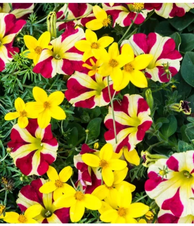 Hängepetunie 'Queen Of Hearts®' -Haus Pflanzen Welt 881655 PR MO 001 HaengepetunieQueenOfHeartsBidensGoldmarieLuckner