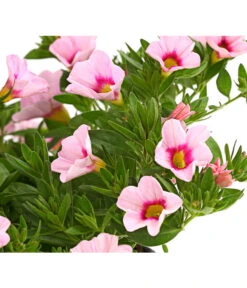 Minihängepetunie 'Rosenauge' 9 Minihängepetunie 'Rosenauge' -Haus Pflanzen Welt 8816639 WE DE 001 MinihaengepetunieCalibrachoaHybrideMixT12OWDehnerExpressHerzig