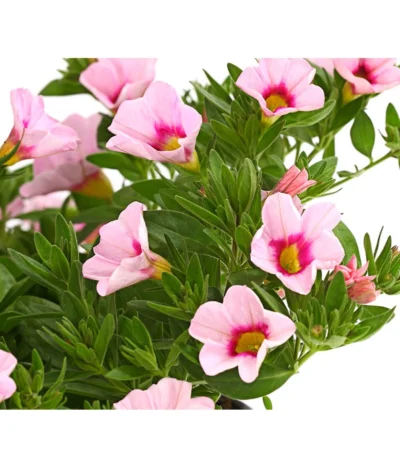 Minihängepetunie 'Rosenauge' 9 Minihängepetunie 'Rosenauge' -Haus Pflanzen Welt 8816639 WE DE 001 MinihaengepetunieCalibrachoaHybrideMixT12OWDehnerExpressHerzig