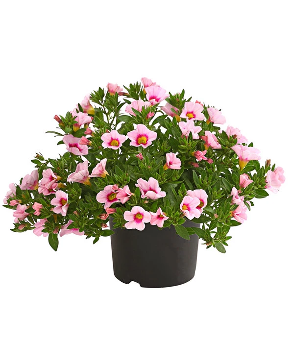 Minihängepetunie 'Rosenauge' 3 Minihängepetunie 'Rosenauge'