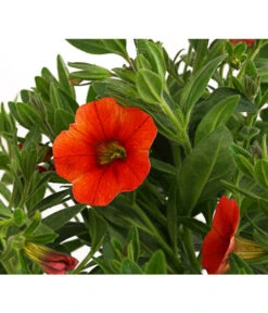 Minihängepetunie, Orange 9 Minihängepetunie, Orange -Haus Pflanzen Welt 8816837 PR DE 001 CalibrachoaMinihaengepetunieOrangeDehnerExpressHerzig