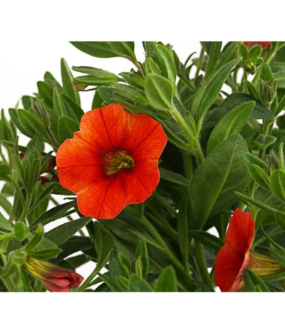 Minihängepetunie, Orange -Haus Pflanzen Welt 8816837 PR DE 001 CalibrachoaMinihaengepetunieOrangeDehnerExpressHerzig