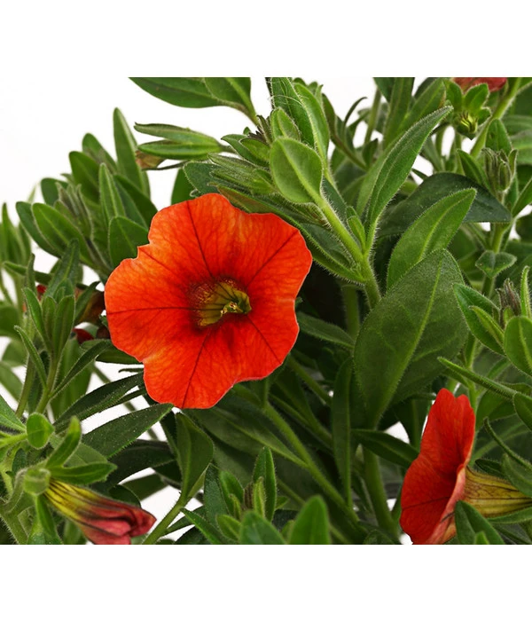 Minihängepetunie, Orange 6 Minihängepetunie, Orange – Bild 4