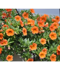 Minihängepetunie, Orange 7 Minihängepetunie, Orange -Haus Pflanzen Welt 8816837 WE DEMinihaengepetunieMiniFamousOrangeSortenSichtungSelecta2012StefanGloede