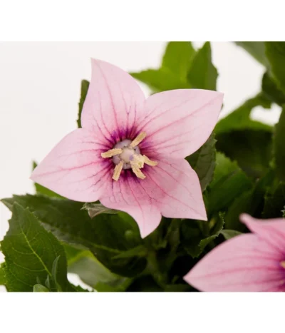 Ballonblume, Verschiedene Farben -Haus Pflanzen Welt 8817124 PR DE 001 PlatycodonGrandiflorusBallonblumeDehnerExpressZS