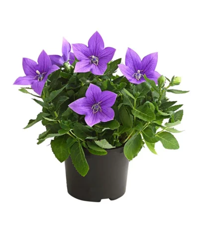 Ballonblume, Verschiedene Farben