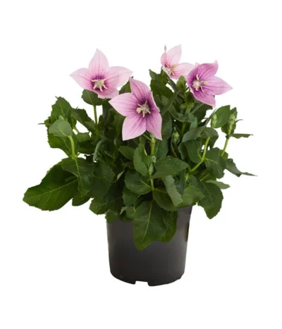 Ballonblume, Verschiedene Farben -Haus Pflanzen Welt 8817124 PR FS 001 PlatycodonGrandiflorusBallonblumeDehnerZS